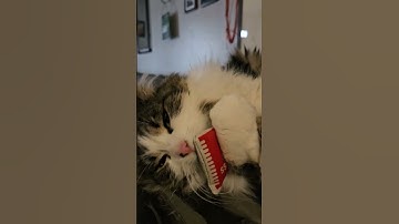 #KITNIPBOX LOVE her little kitty tongue freaks me out