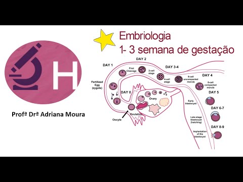 Vídeo: O que é o hipoblasto e como ele é formado?