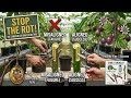 “Why Your Passion Fruit Grafts Fail (And How to Fix It)