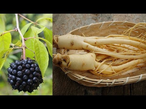 Ginseng Siberiano Eleuterococo, Descubre que tan buenas son sus Propiedades