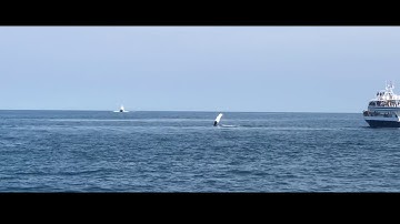 Harvard Summer Pre-College 2018