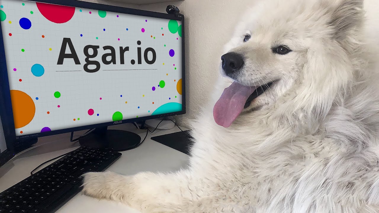 My Dog Plays Agar.io (RoitheSamoyed) YouTube