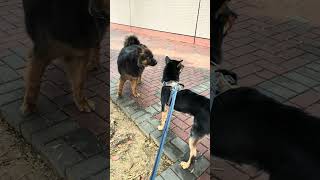 Pr_A short encounter with a strange boy #dog #dogsofinstagram #doglife #dogs 21 April 2026