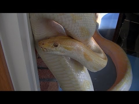 アルビノのニシキヘビ Albino Pythons Youtube
