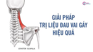 Giải phẩu học cơ nâng vai - Giải pháp trị liệu đau vai gáy hiệu quả