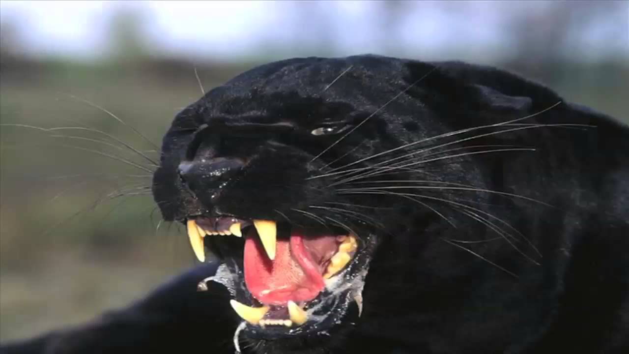 Ron & Fez - Evil Earl Strikes Back