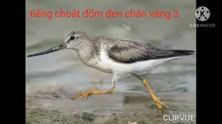 tiếng choắt đốm đen 4