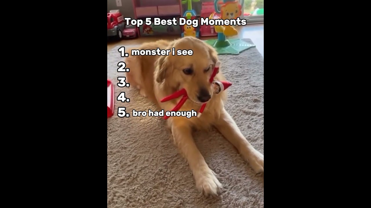 Top 5 Best Dog Moments 🐶 | Part 4 – Try Not to Laugh Challenge 🤣