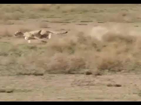 Cheetah vs springbok and kills it within 15 seconds - YouTube