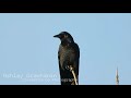 Bird Watching: Raven (Close Up)