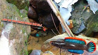 GILA BERUNTUNG SEKALI..!! Mancing Channa Limbata Disungai Ini || Penangkapan Ikan Channa Limbata