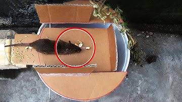 How to Make MOUSE TRAP with Cardboard Best Mouse Traps Ever