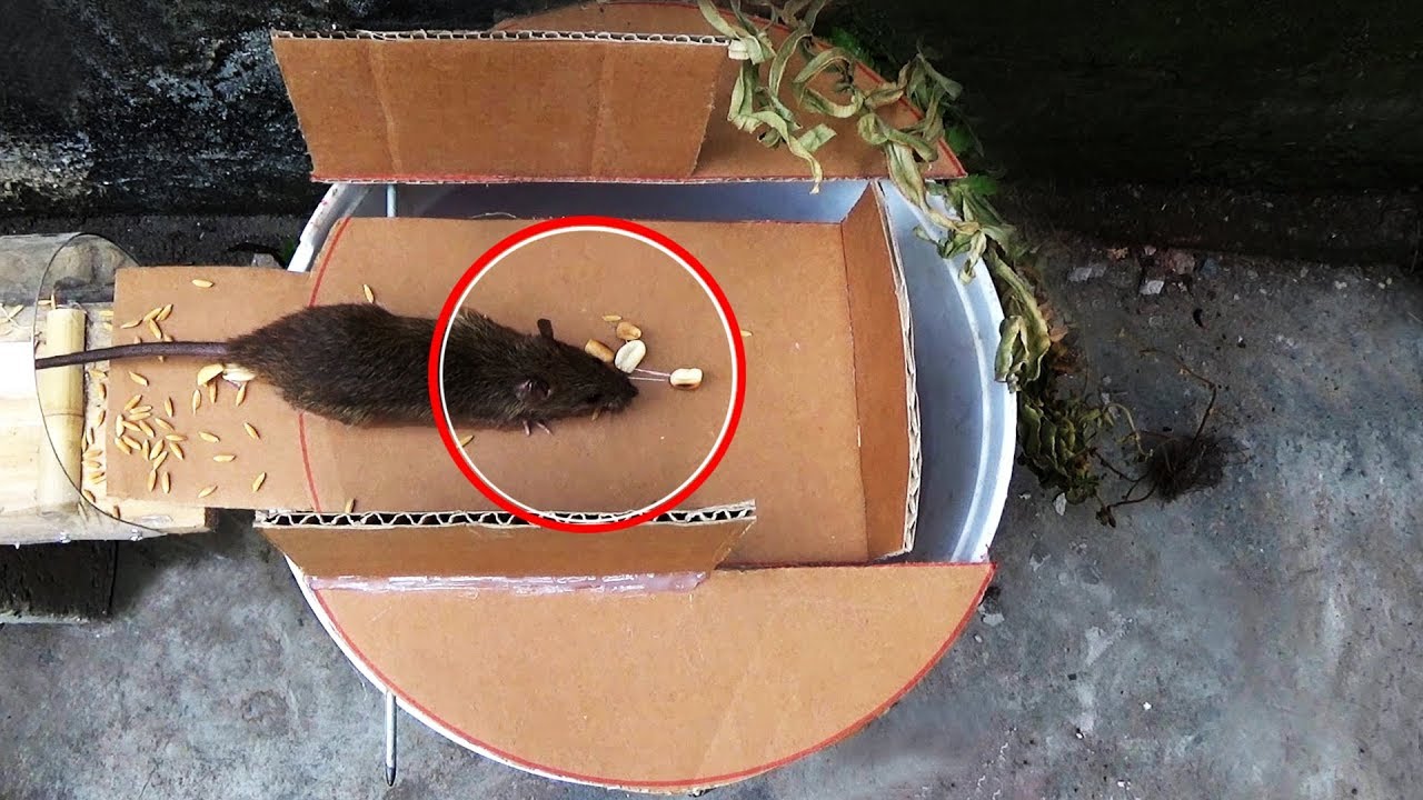 How to Make MOUSE TRAP with Cardboard Best Mouse Traps Ever YouTube