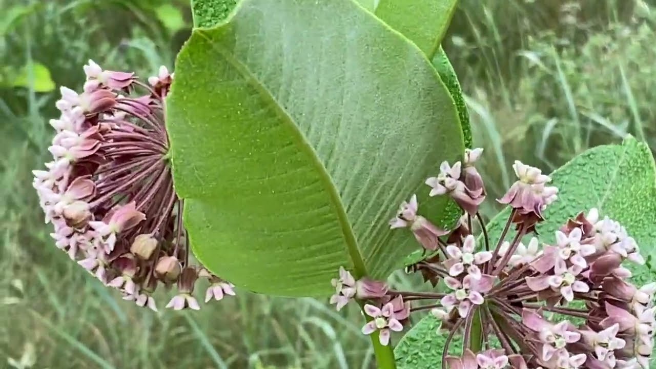 MILKWEED forest full bloom
