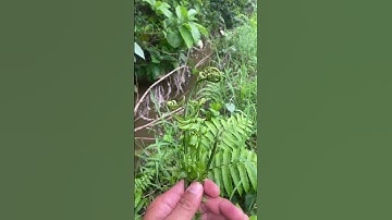 Cây Rau Dớn bạn biết chưa#covenduongvlogs #câythuốcquý #câythuốcnamquí #garden #câythuốcquý