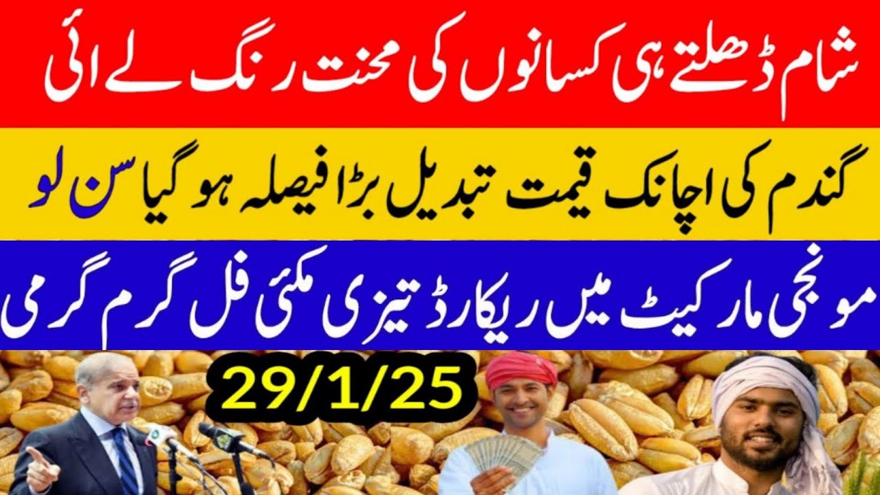 New Munji price today/ wheat price 2025/gamdum rates in Punjab/makki ...