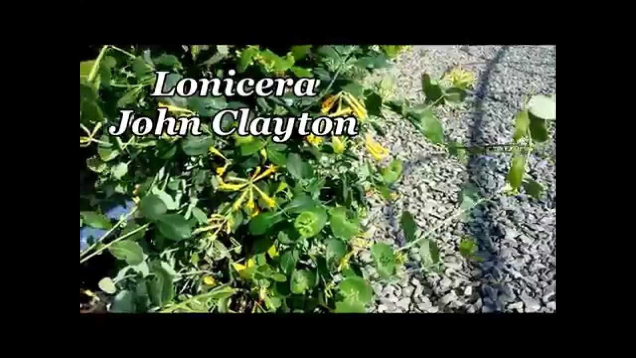 Best Flowering Vines, Lonicera John Clayton (Native Honeysuckle) YouTube