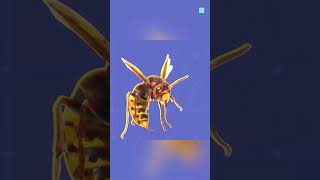 Is Giant Hornet Dangerous