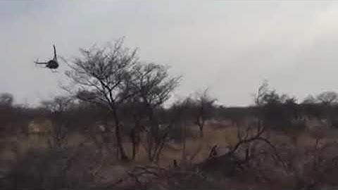 Rhino Notching Procedure