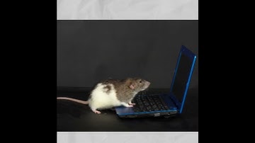 Introducing…. RATMON