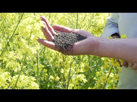 Het Groene Oosten S7 - koolzaad