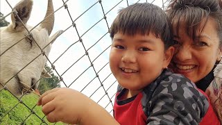 Willow View Farms Abbotsford BC - Pumpkin Patch and Petting Zoo, Farm Animals