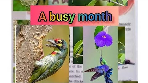 EVS   Class 4  Chapter 16 A busy month Our Lady Of Victory Primary School  Goa