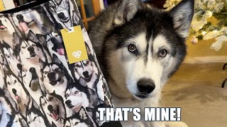 Grumpy Husky Thinks I Stole His Face!