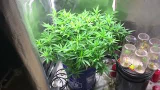 Kosher Kush in DWC first day of flower 🌹
