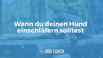 Wann ist der richtige Zeitpunkt seinen Hund Einschläfern zu lassen?