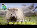 SEGURO que NO LOS CONOCÍAS, WOMBATS