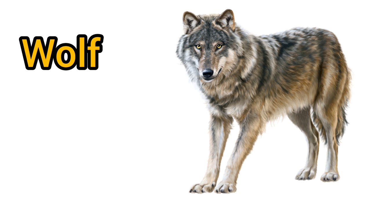 Слово wolf. Волк карточка для детей. Волк на английском. Изображение волка для детей. Карточка с изображением волк для детей.