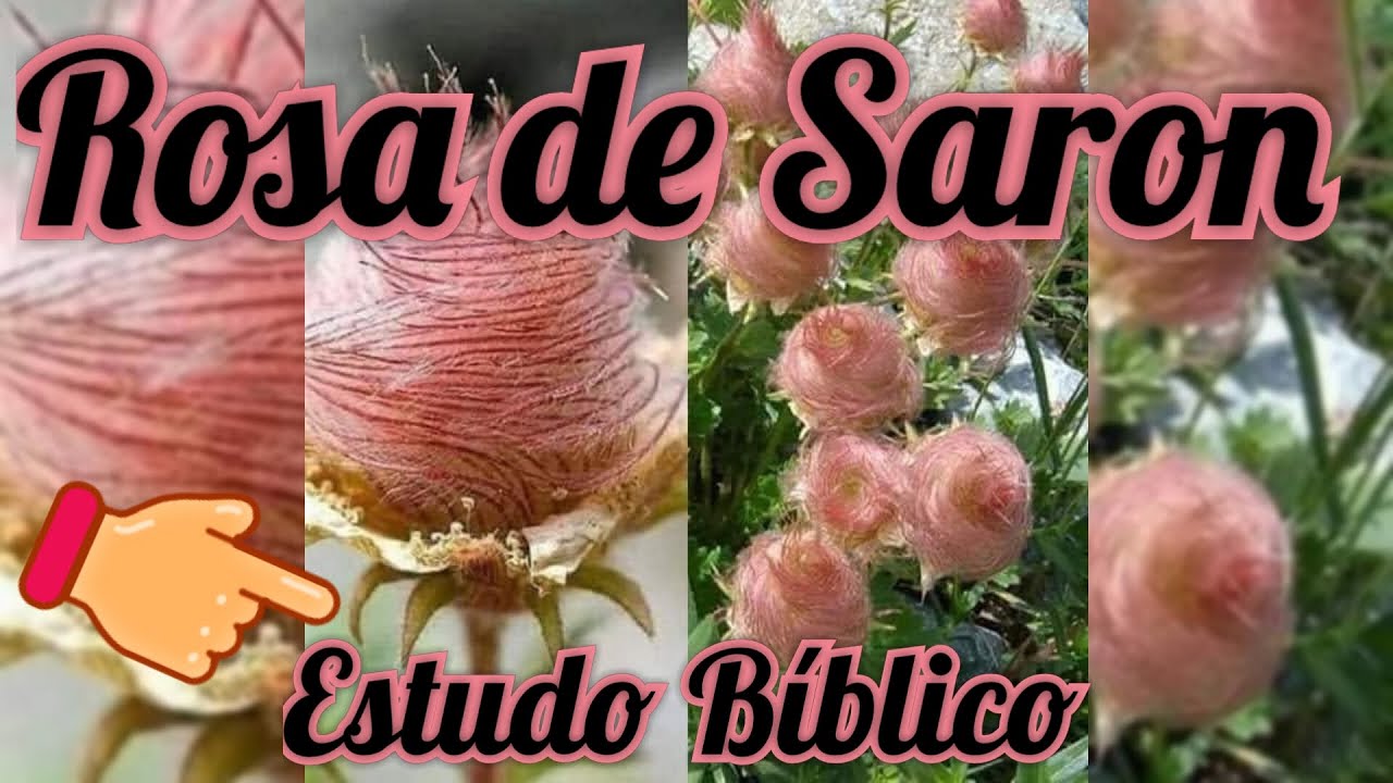 FLOR ROSA DE SARON - thptnganamst.edu.vn