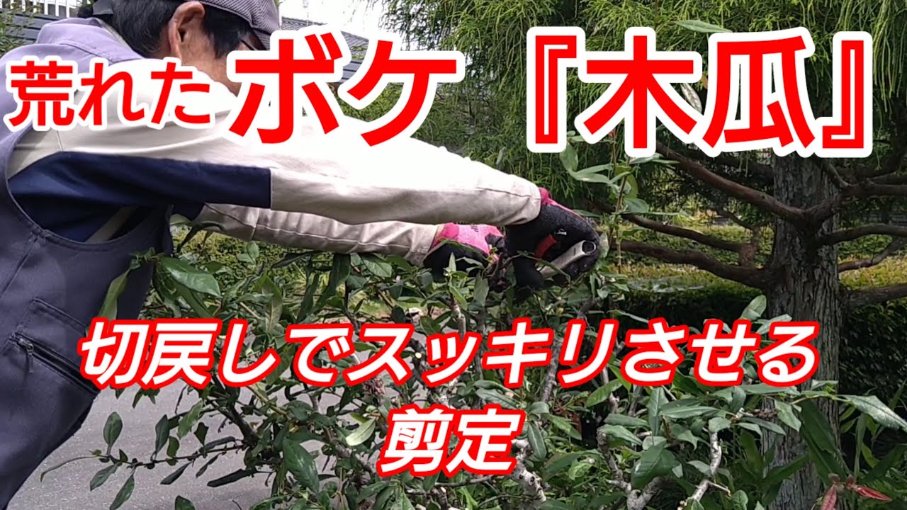 ボケ 剪定 時期