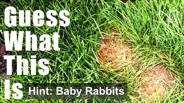 What To Do If You See A Rabbits Nest On Your Front Lawn