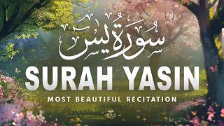 Surah Yaseen سورة يس | Calming Lofi Quran Recitation for Night Peace & Relaxation #quranforsleep