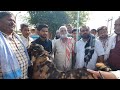 Jaipur Bakra Mandi Documentary Rajasthan | Biggest Goats.