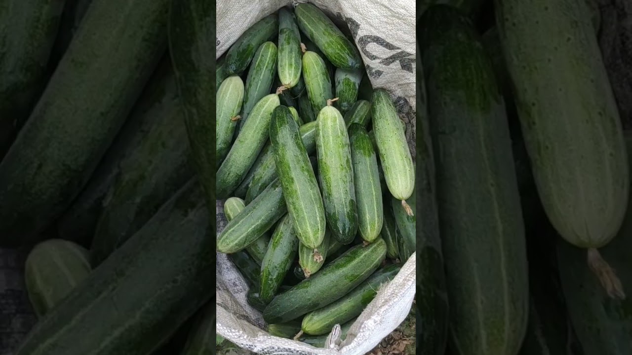 cucumber harvesting and packing for export