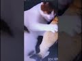 Juguete eléctrico para gato, pez de simulación.