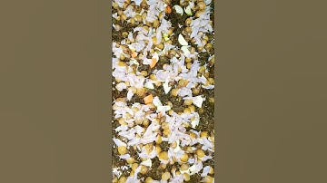 nuôi ốc sên trong thùng xốp kích thước lớn #snail #octayninh #shortvideo