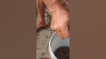 Đặt lợp cá bống dừa/ NI NGUYỄN TV