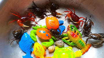 Thảo Cady bắt các sinh vật sống dưới nước, con cua, con cá, cua, cá vàng, ốc mượn hồn -Part188