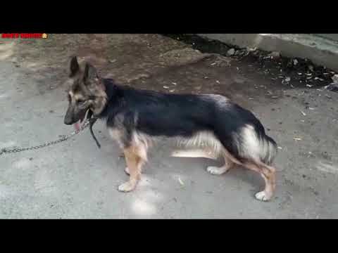 german-shepherd-adult-female-//-german-shepherd-puppy-//spitz-puppy-for-sale