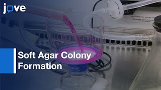 Soft Agar Colony Formation Assay l Protocol Preview screenshot 1