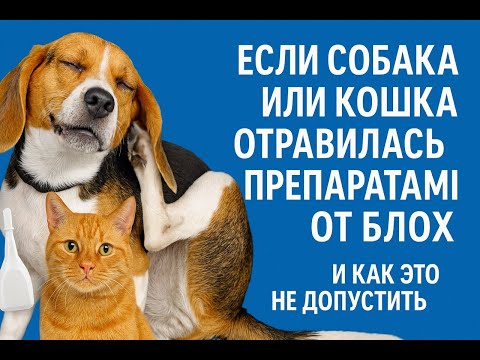 Что делать если собака или кошка отравилась препаратами от блохи и как этого не допускать