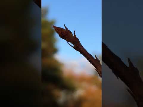 Видео: Зърнастец от елша (чуплив зърнастец): засаждане и грижи, описание, снимка