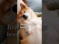 Stop scrolling. Just breathe. 😮💨 (Shiba Inu) #shorts