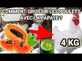 Comment grossir les poulets de chair et goliath avec la papaye