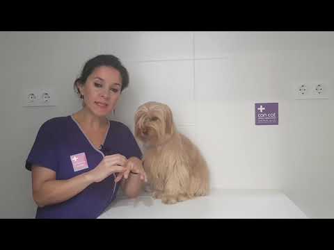 Video: ¿Lamer un perro causa llagas?