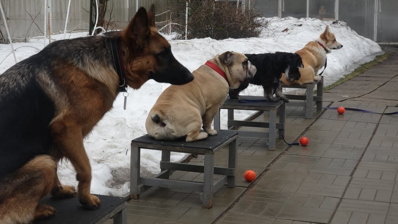 Догтренинг 591. Собаки-компаньоны. Развивающие упражнения. - YouTube